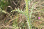 Spiny plumeless thistle